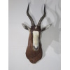 African Blesbok Shoulder mount for sale