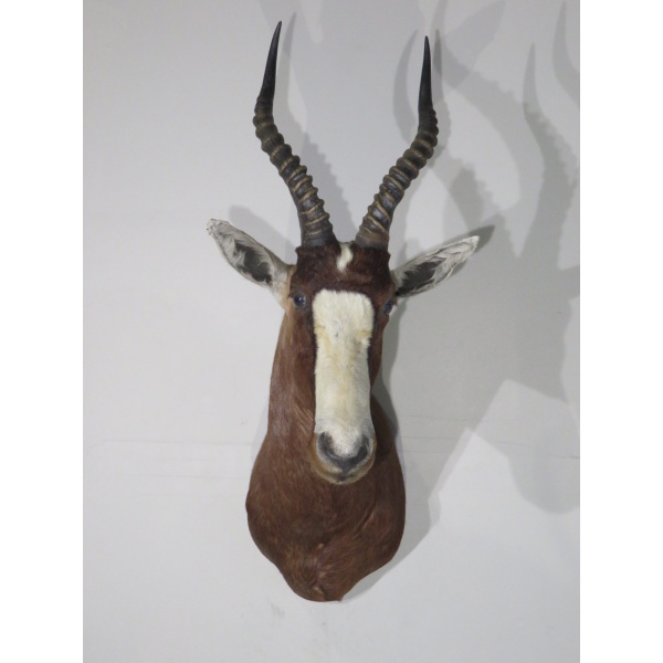 African Blesbok Shoulder mount for sale