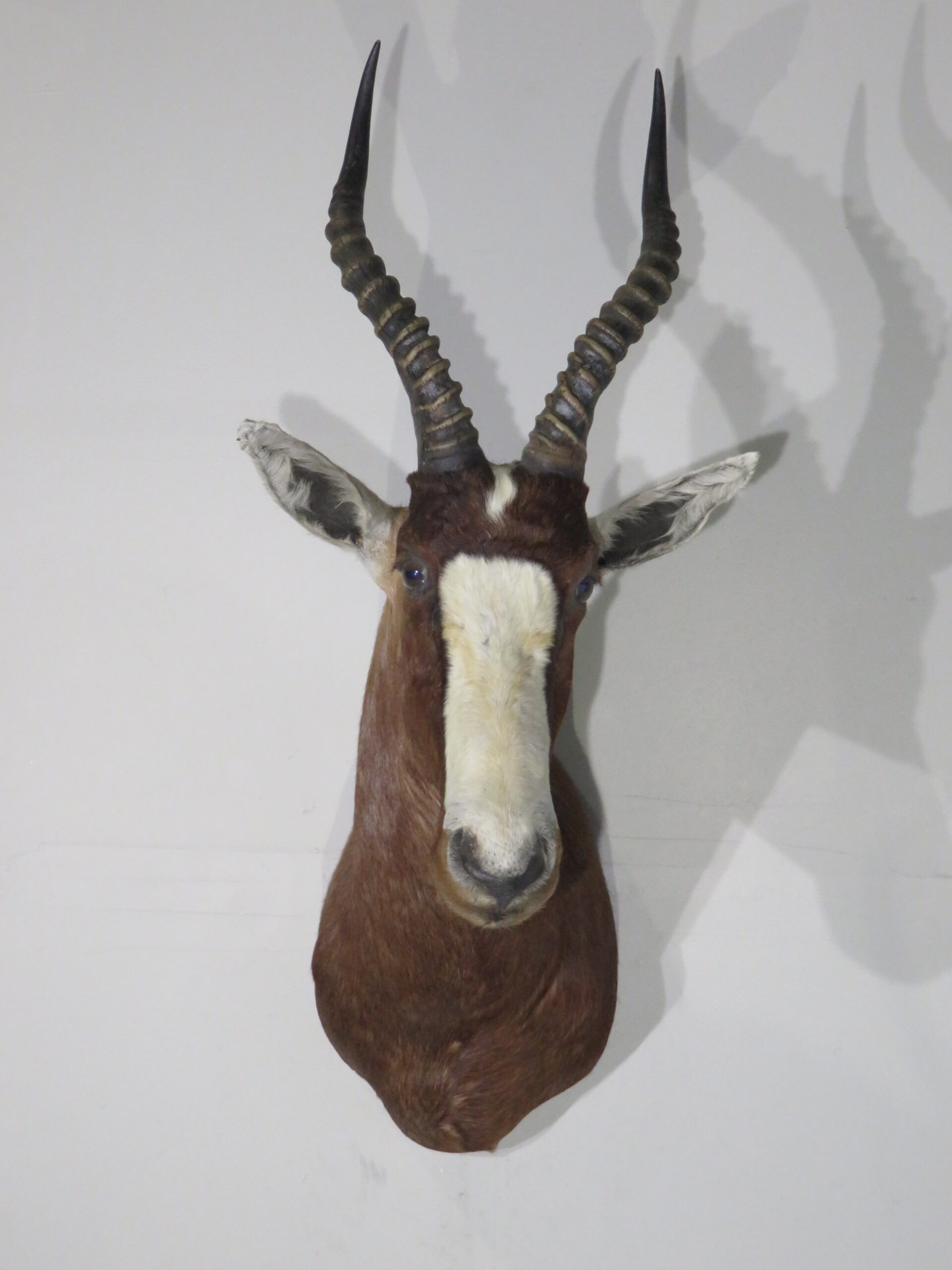 African Blesbok Shoulder mount for sale