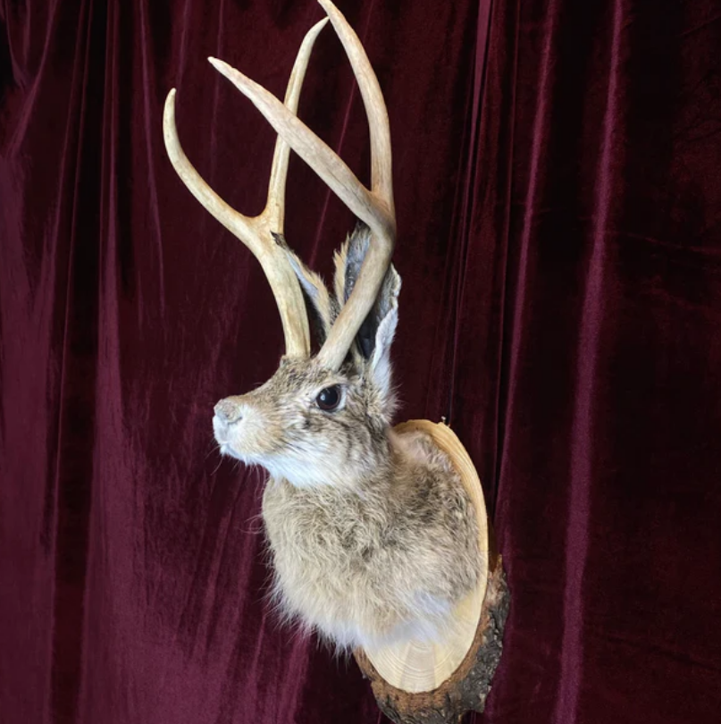 Taxidermy Jackalope