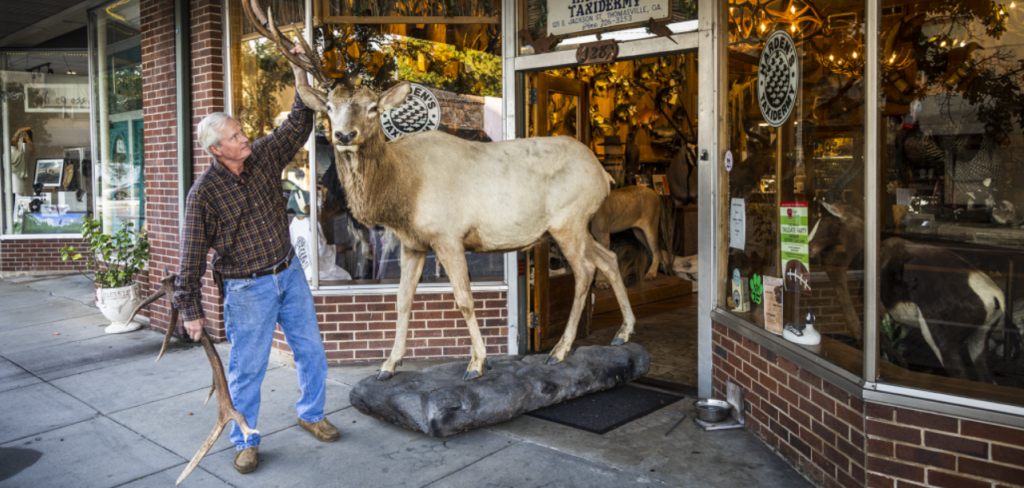 taxidermy store