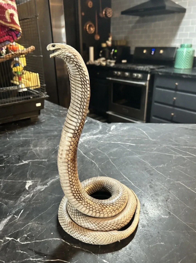 Cobra Snake Taxidermy Mount