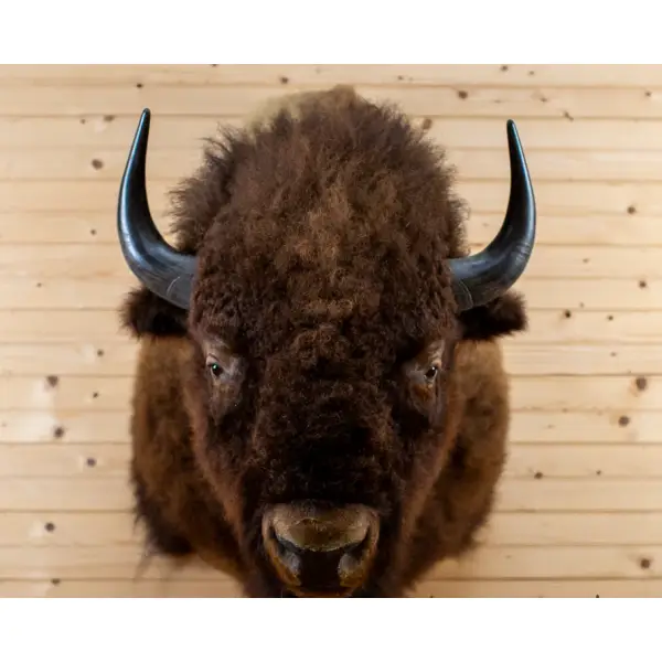 American Bison Taxidermy Shoulder Mount