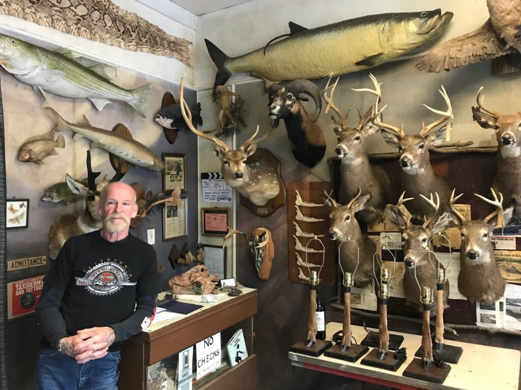 taxidermy near me