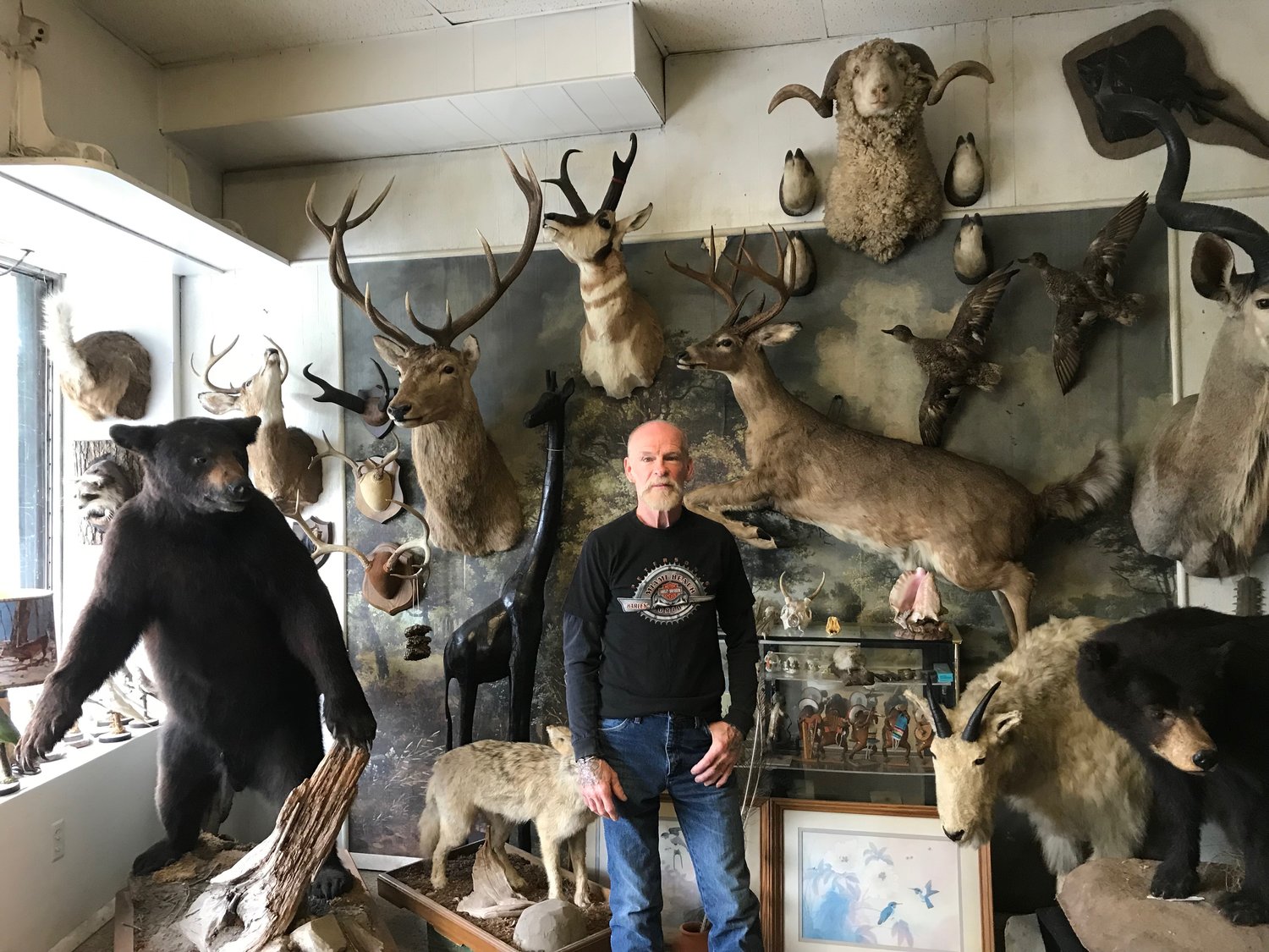 taxidermy price