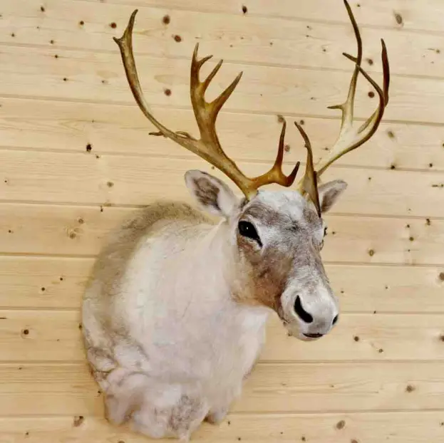 Caribou Taxidermy Mount