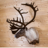 Excellent Mountain Caribou Taxidermy Shoulder Mount