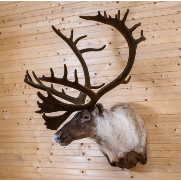 Excellent Mountain Caribou Taxidermy Shoulder Mount