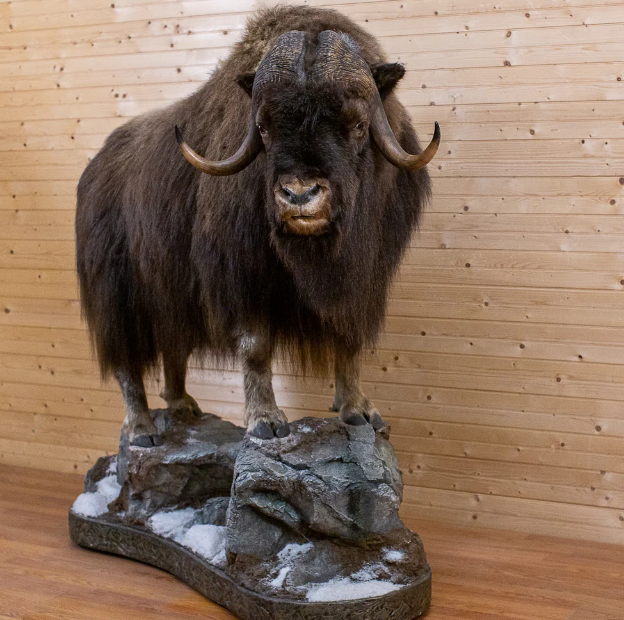 Muskox Full-Body Lifesize Taxidermy Mount