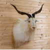 Blonde Spanish Catalina Goat Taxidermy Shoulder Mount