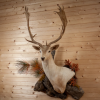 Blonde Fallow Deer Taxidermy Wall Pedestal Mount