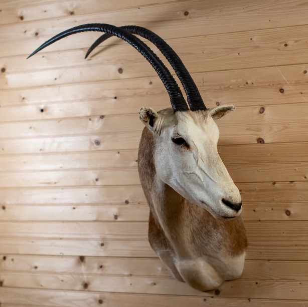 Scimitar-horned Oryx Taxidermy Shoulder Mount