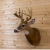 Whitetail Buck Taxidermy Mount