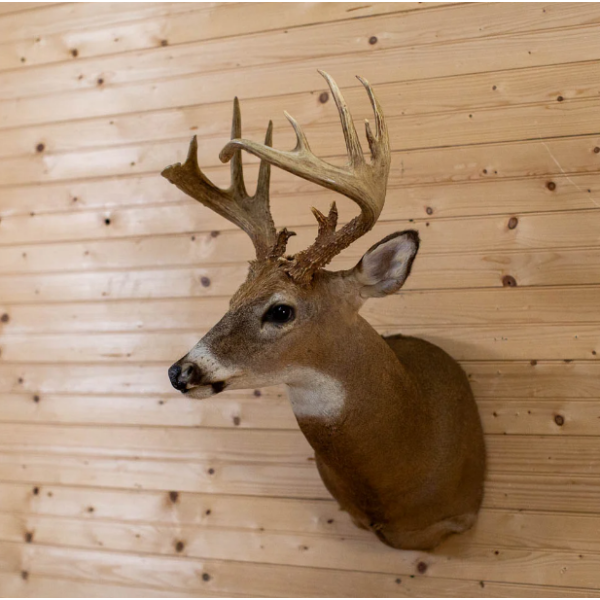 Whitetail Buck Taxidermy Mount