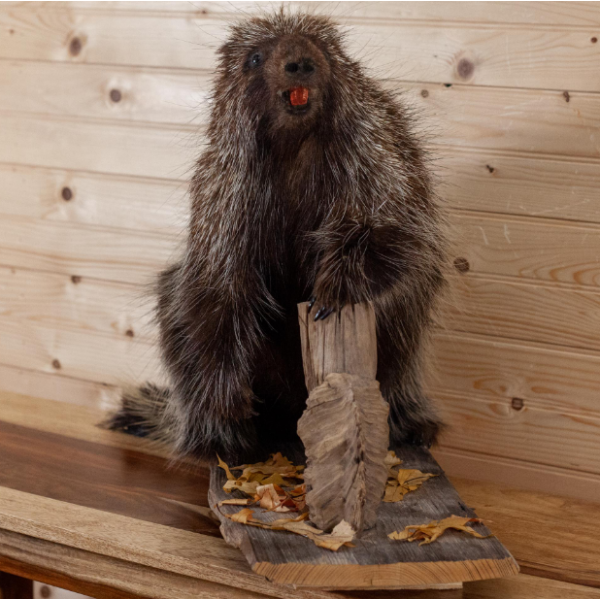 Full Body Porcupine Taxidermy Mount