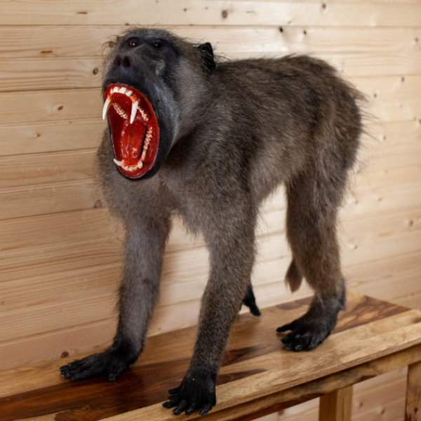 Male Chacma Baboon Full Body Lifesize Taxidermy Mount