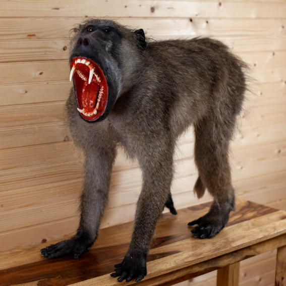 Male Chacma Baboon Full Body Lifesize Taxidermy Mount