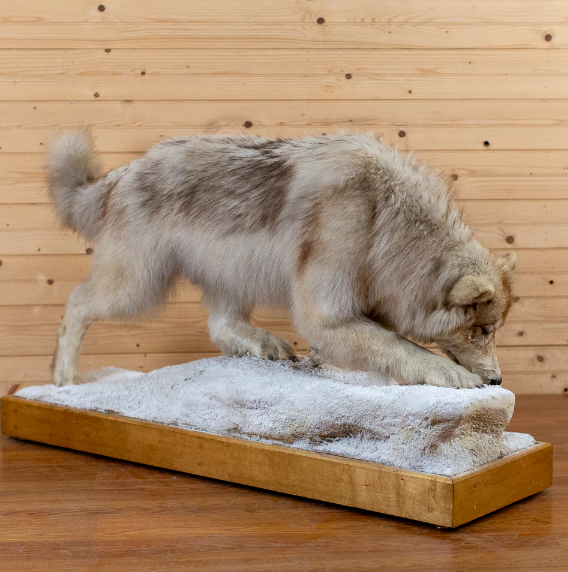 Wolf Full Body Lifesize Taxidermy Mount