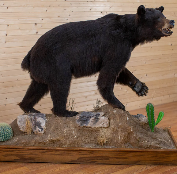 Full Body Lifesize Black Bear Taxidermy Mount