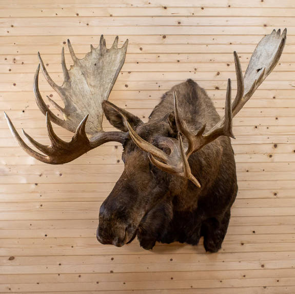 Yukon Moose Taxidermy Shoulder Mount