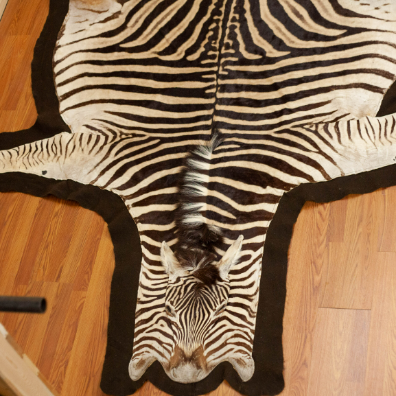 African Burchell's Zebra Skin Rug