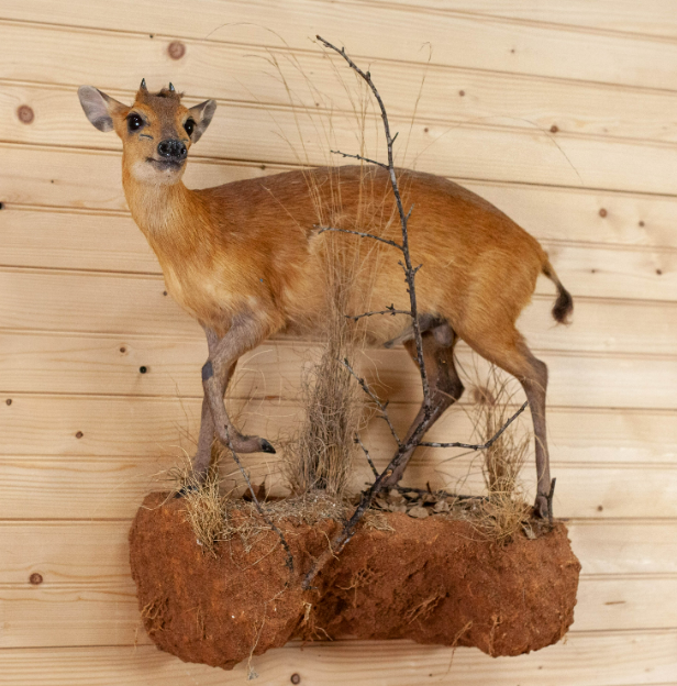 African Red Duiker Full Body Lifesize Taxidermy Mount