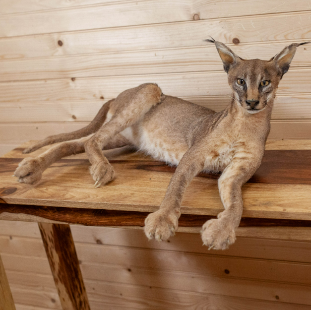 Caracal Full Body Lifesize Taxidermy Mount