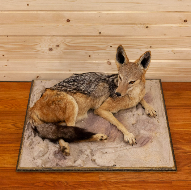 African Black Backed Jackal