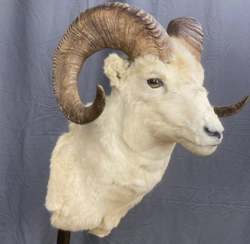 Dall Sheep Mount