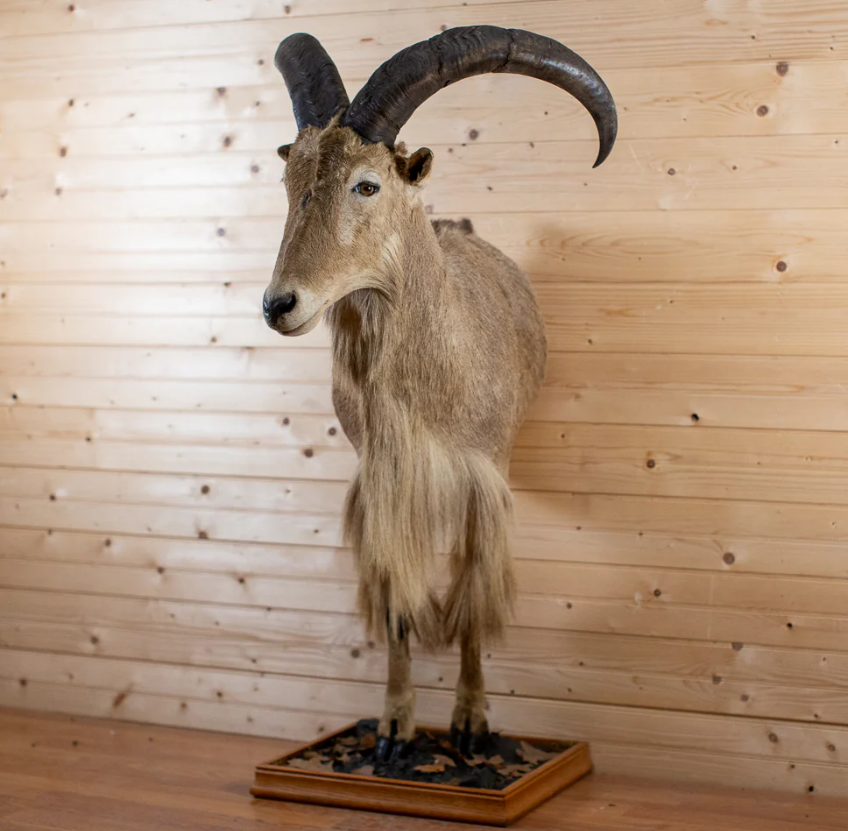 Aoudad Barbary Sheep Taxidermy Half-Body Mount