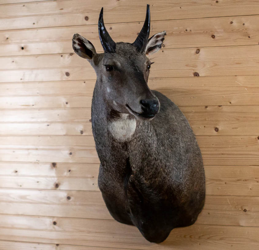 Nilgai Blue Bull Taxidermy Shoulder Mount