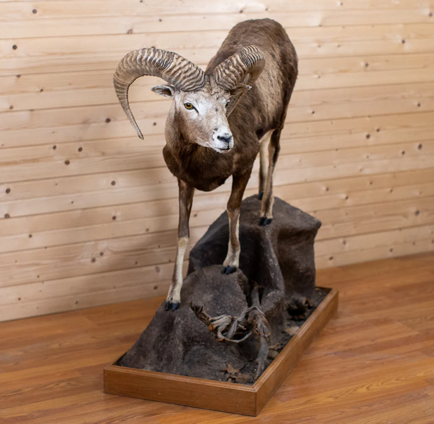 Mouflon Sheep Taxidermy Full-Body Lifesize Mount