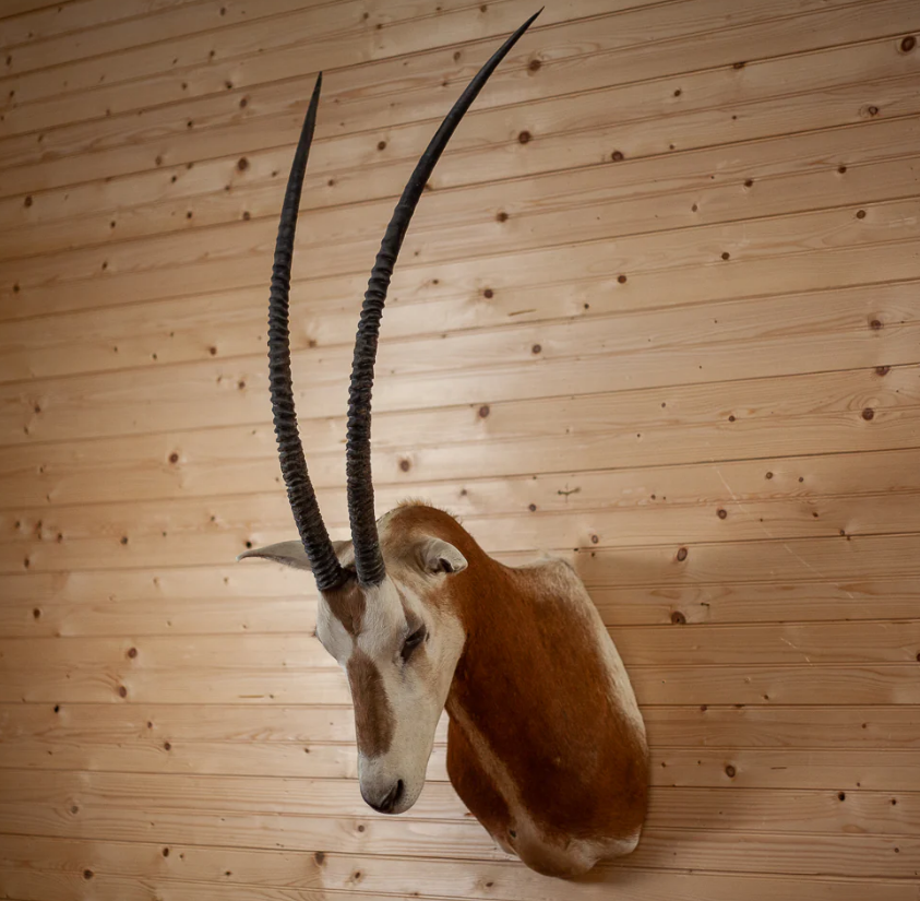 Scimitar-horned Oryx Taxidermy Shoulder Mount