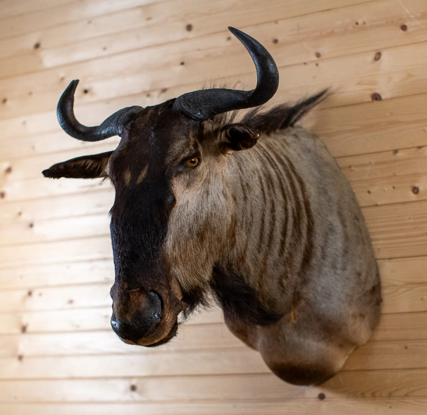 African Blue Wildebeest Taxidermy Shoulder Mount