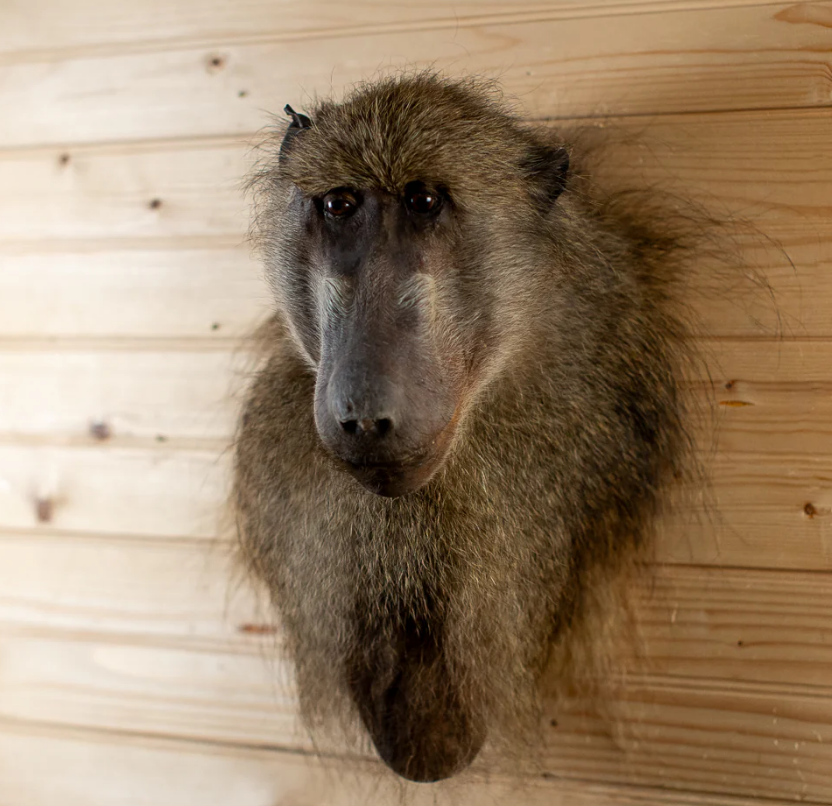 Baboon Wall Pedestal Taxidermy Mount - truetaxidermys