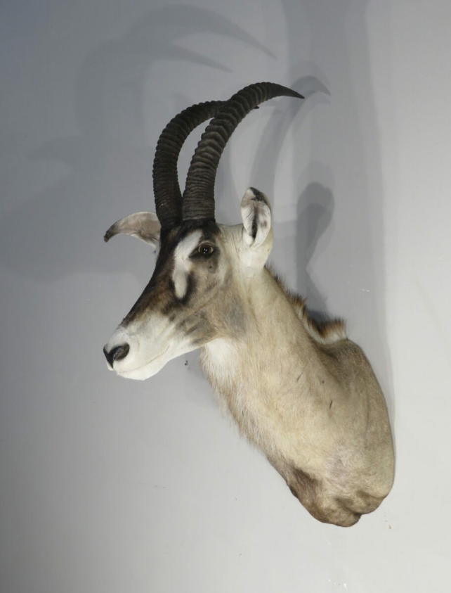 African Roan taxidermy trophy