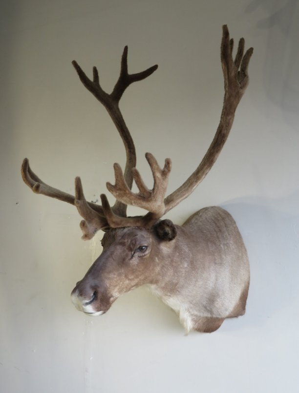 Alaska Caribou Taxidermy