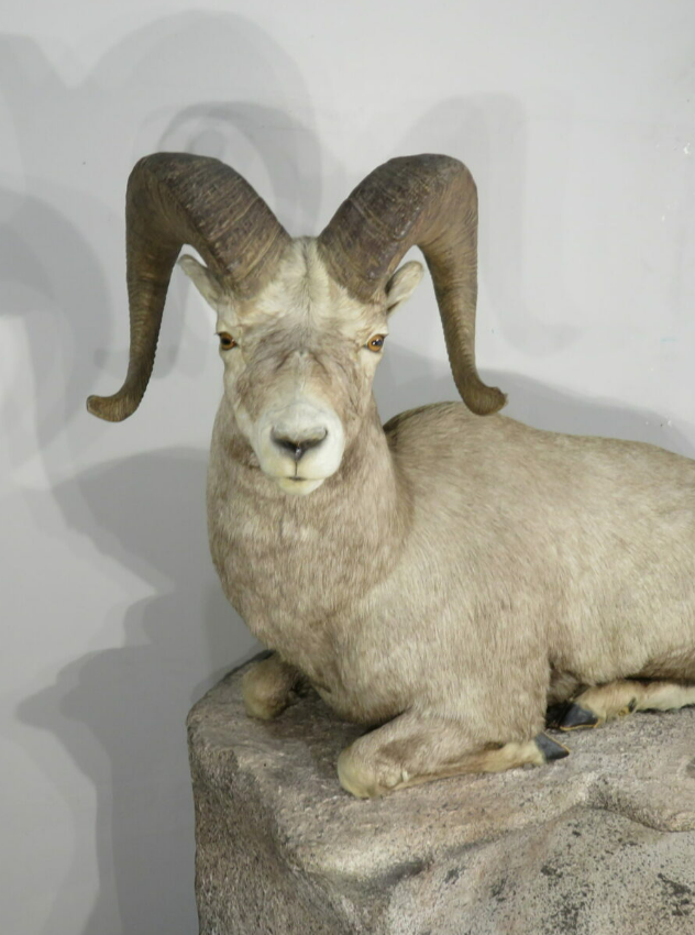 Bighorn ram life sized mount