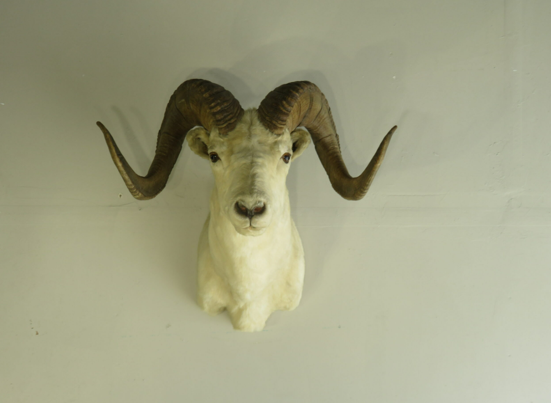 Dall Sheep Ram taxidermy