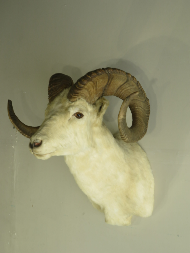 Dall Sheep Ram taxidermy