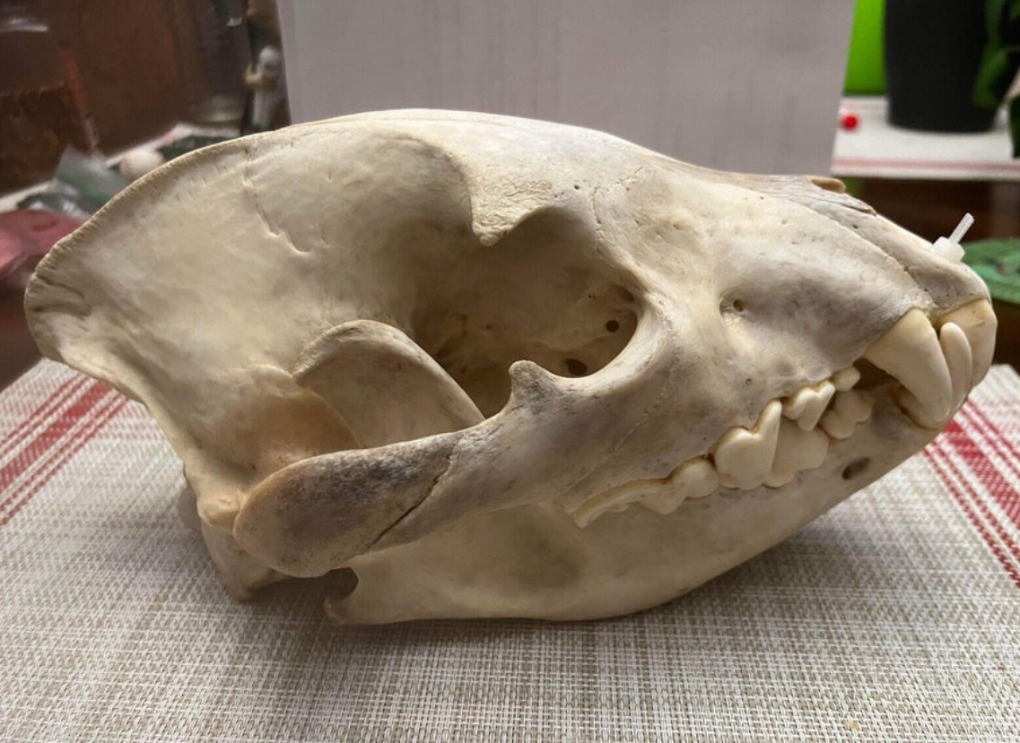 Large East African Spotted Hyena Complete Skull