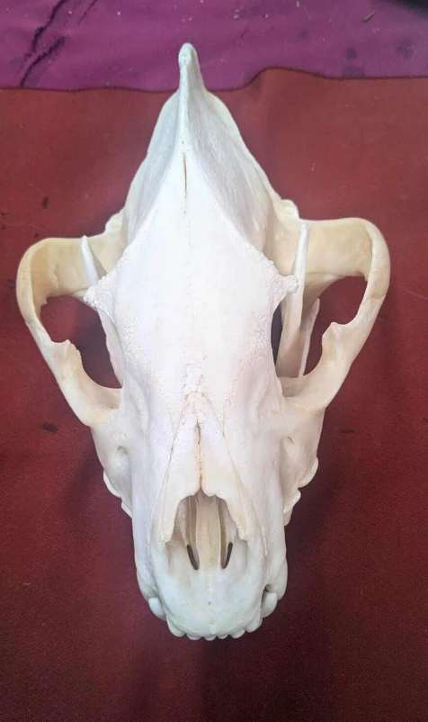 Large East African Spotted Hyena Complete Skull