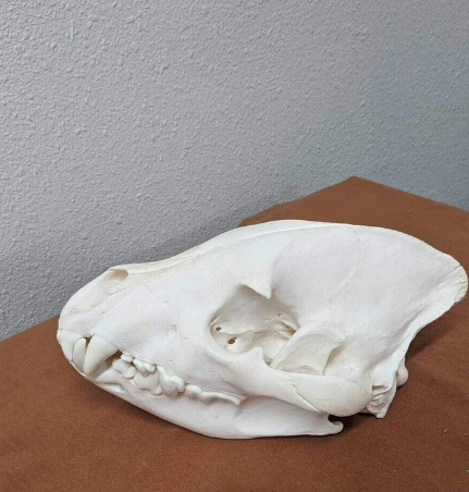 Large Hyena Complete Skull Taxidermy