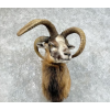 Four Horn Cross Taxidermy Shoulder