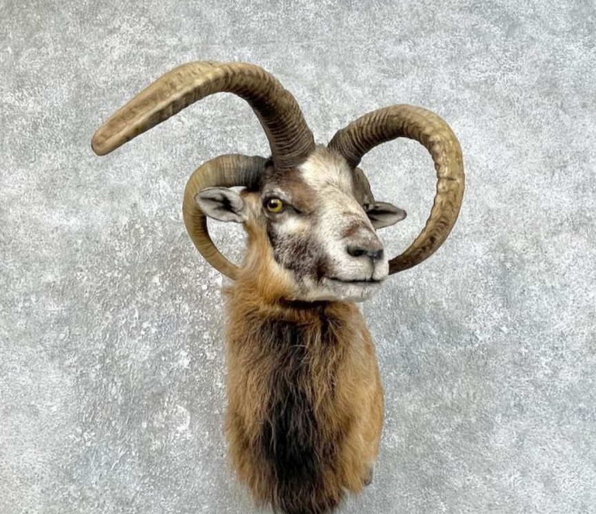 Four Horn Cross Taxidermy Shoulder