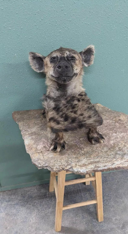 Real Hyena Pedestal/table Taxidermy