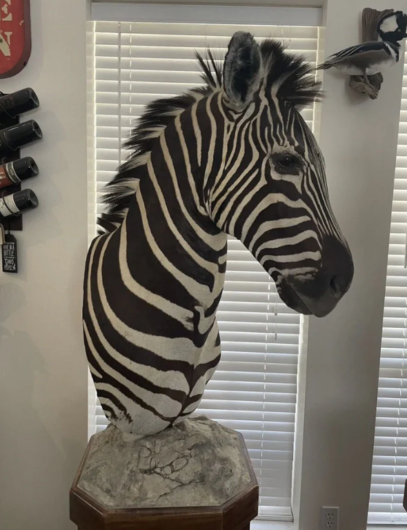 Burchells Zebra Pedestal Mount African Safari Taxidermy